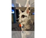 Haru - Male Chihuahua-Unknown Mix Dog for Adoption - Small photo