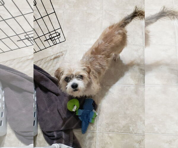 Medium Photo #10 Mutt Puppy For Sale in Fenton, MO, USA