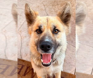 Atzi (Courtesy Post) Adopt Me! - Female Mutt Dog for Adoption - Photo #5
