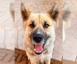 Small Photo #5 Mutt Puppy For Sale in Lake Forest, CA, USA