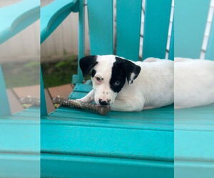American Pit Bull Terrier-Unknown Mix Dogs for adoption in New London, WI, USA