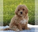 Small Maltipoo