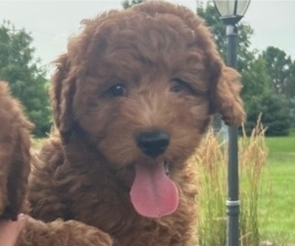 Medium Photo #3 Goldendoodle (Miniature) Puppy For Sale in HULL, IA, USA