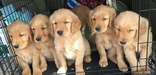 Golden Retriever Puppy for sale in TOPEKA, KS, USA