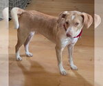 Small #1 Mutt