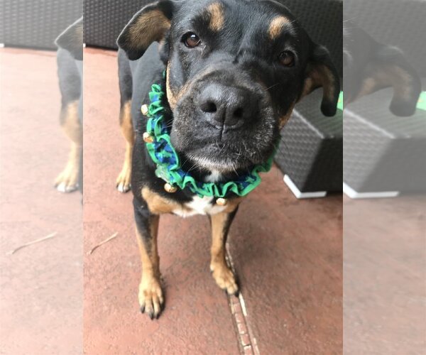 Medium Photo #2 Rottweiler-Unknown Mix Puppy For Sale in Royal Palm Beach, FL, USA