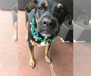 Sierra - Female Rottweiler-Unknown Mix Dog for Adoption - Photo #2