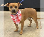 Small #1 Chiweenie