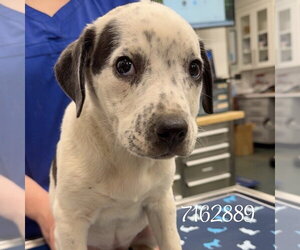 Mutt Dogs for adoption in Chico, CA, USA