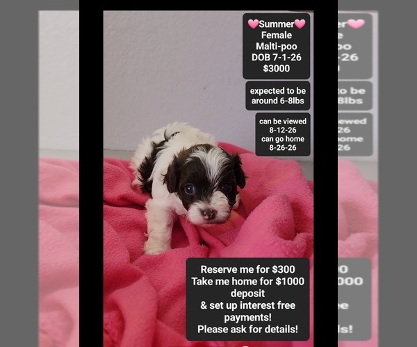 Medium Photo #1 Maltipoo (Toy) Puppy For Sale in TUCSON, AZ, USA