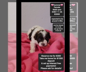 Maltipoo (Toy) Puppy for sale in TUCSON, AZ, USA