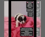 Small Maltipoo (Toy)