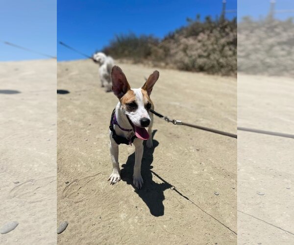 Medium Photo #5 Rat-Cha Puppy For Sale in Corona, CA, USA