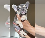 Puppy Puppy 4 French Bulldog