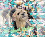 Small Care-Tzu