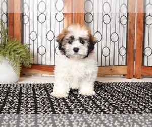 Zuchon Puppy for sale in NAPLES, FL, USA
