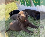 Small Photo #1 Labrador Retriever Puppy For Sale in MADISON, NC, USA