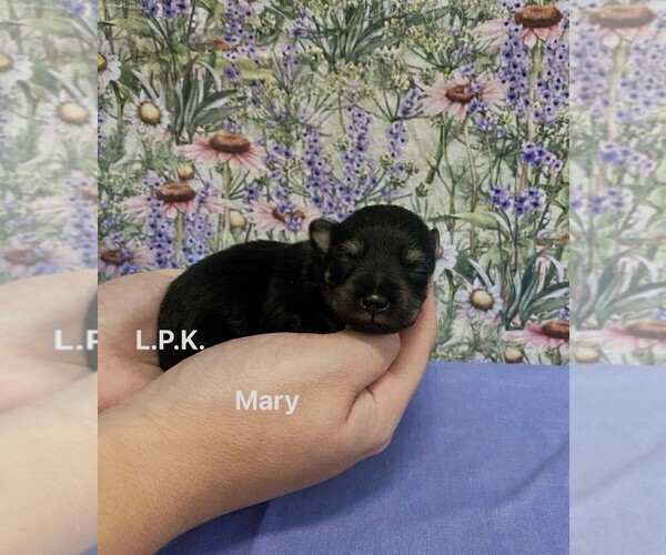 Medium Photo #1 Schnauzer (Miniature) Puppy For Sale in WINNSBORO, LA, USA