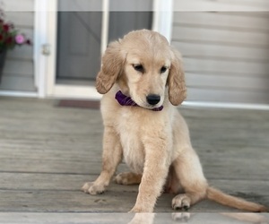 Golden Retriever Puppy for sale in LANCASTER, PA, USA