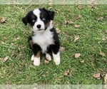 Small Photo #4 Miniature Australian Shepherd Puppy For Sale in WOODRUFF, SC, USA
