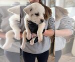 Small Great Pyrenees Mix