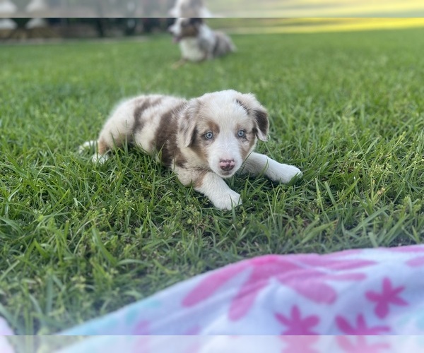 Medium Photo #4 Australian Shepherd Puppy For Sale in MOSELLE, MS, USA