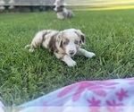 Small #3 Australian Shepherd