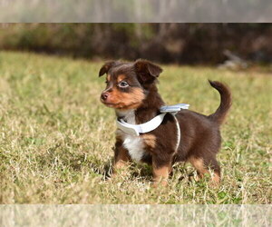 Miniature Australian Shepherd Puppy for sale in PALM COAST, FL, USA
