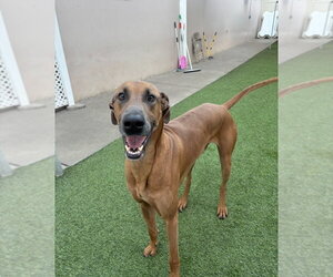 Gavyn - Male Doberman Pinscher-Great Dane Mix Dog for Adoption - Photo #2
