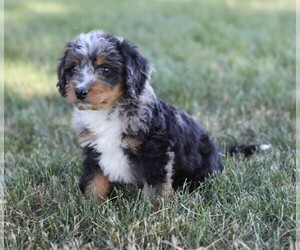 Bernedoodle-Poodle (Miniature) Mix Puppy for sale in GOSHEN, IN, USA