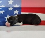 Small Photo #42 Border Collie Puppy For Sale in NORBORNE, MO, USA