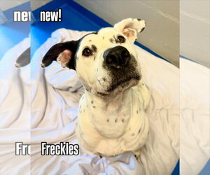Mutt Dogs for adoption in Woodbury, NY, USA