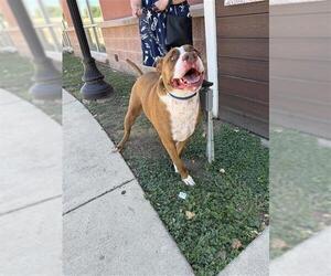 American Staffordshire Terrier-Unknown Mix Dogs for adoption in San Antonio, TX, USA
