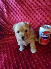 Maltese-Poodle (Toy) Mix Puppy for sale in GARDEN CITY, KS, USA