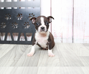 Boston Terrier Puppy for sale in MARIETTA, GA, USA