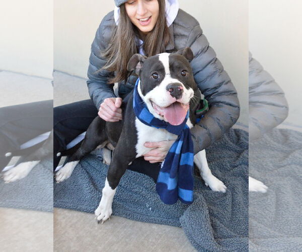 Medium Photo #3 American Pit Bull Terrier-Unknown Mix Puppy For Sale in McKinney, TX, USA