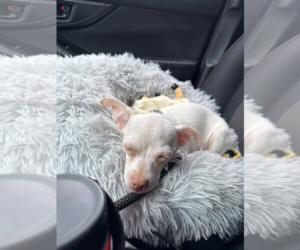 Medium Photo #4 Chihuahua-Unknown Mix Puppy For Sale in Brewster, NY, USA