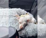 Small #3 Chihuahua Mix