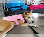 Small #9 Shiba Inu Mix