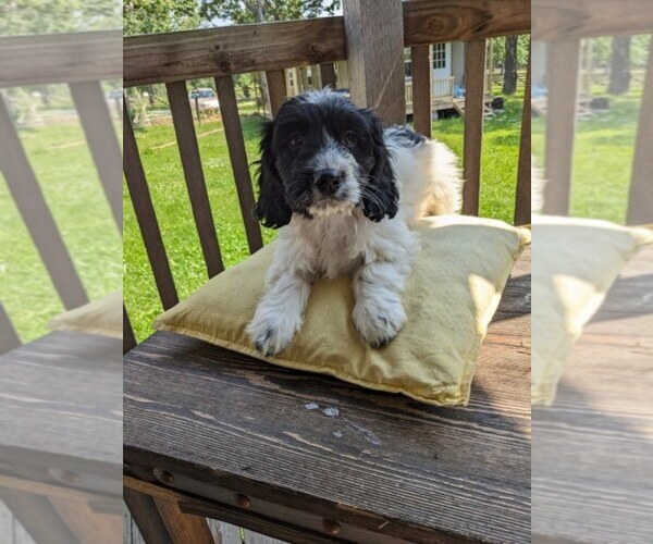 Medium Photo #5 Cockapoo-Poodle (Miniature) Mix Puppy For Sale in SALEM, MO, USA