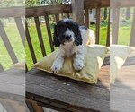 Small #4 Cockapoo-Poodle (Miniature) Mix