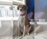 Small #2 American Foxhound-Beagle Mix