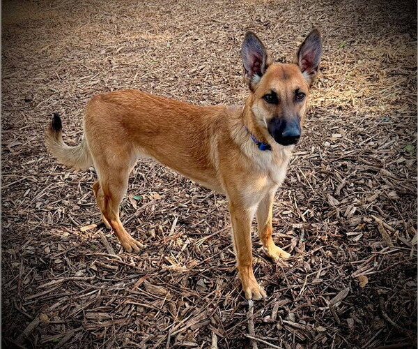 Medium Photo #2 Mutt Puppy For Sale in San Andreas, CA, USA