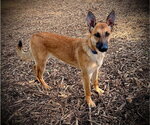 Small #1 Mutt