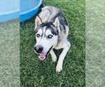 Small Photo #1 Siberian Husky Puppy For Sale in SANGER, CA, USA
