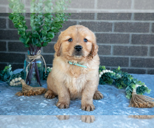 Medium Golden Retriever