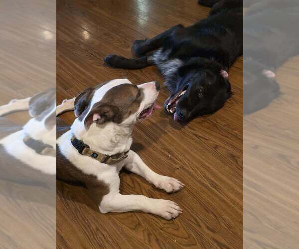 Medium Photo #4 Mutt Puppy For Sale in Abbeville, LA, USA