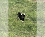 Puppy Puppy 1 French Bulldog