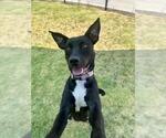 Small #1 Labrador Retriever Mix