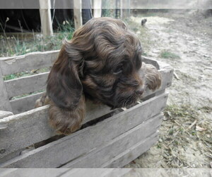Cocker Spaniel-Poodle (Miniature) Mix Puppy for sale in BUCKLIN, MO, USA